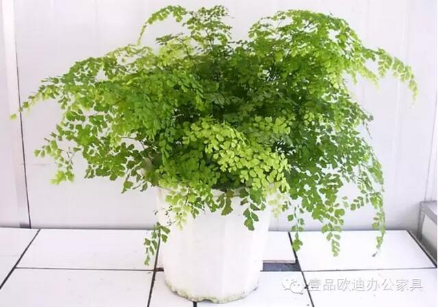 輕松解決辦公室內(nèi)各種污染！