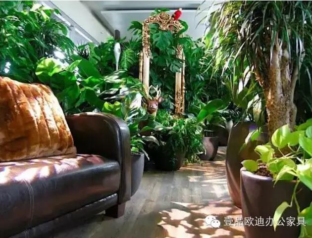 為什么辦公室里一定要養(yǎng)植物？-壹品歐迪辦公家具